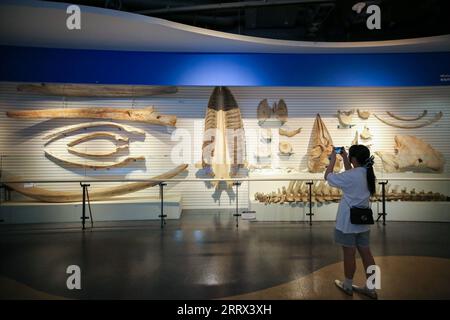 230819 -- ULSAN, 19 août 2023 -- Un visiteur prend des photos de spécimens de baleines au Musée des baleines Jangsaengpo à Ulsan, Corée du Sud, le 19 août 2023. CORÉE DU SUD-ULSAN-WHALE MUSEUM WangxYiliang PUBLICATIONxNOTxINxCHN Banque D'Images