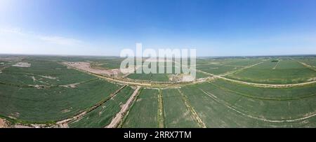 230825 -- YULI, 25 août 2023 -- cette photo panoramique aérienne prise le 17 août 2023 montre les champs de coton du village de Bax Mali dans le comté de Yuli, dans le nord-ouest de la Chine, dans la région autonome ouygur du Xinjiang. Août est le moment où Arkin Reyim prend soin des boules de coton dans sa ferme de coton de plus de 300 mu 20 hectares dans le village de Bax Mali dans le comté de Yuli. Après les semis de printemps cette année, une chute soudaine de la température en mai a presque détruit sa ferme. Grâce à ses expériences, Arkin Reyim a semé à nouveau dans le temps et a rattrapé la perte. Outre le champ de coton, Arkin Reyim plante également des cors, élève du shee Banque D'Images