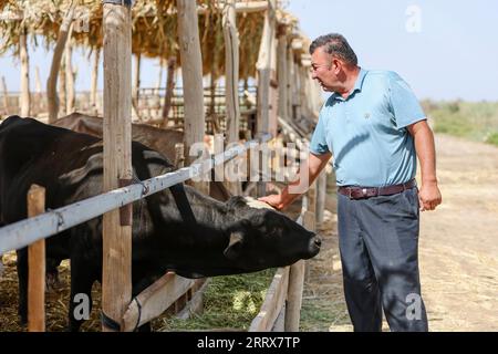 230825 -- YULI, 25 août 2023 -- Arkin Reyim vérifie l'état d'un veau nouveau-né dans le village de Bax Mali, dans le comté de Yuli, dans le nord-ouest de la Chine, dans la région autonome ouygur du Xinjiang, 17 août 2023. Août est le moment où Arkin Reyim prend soin des boules de coton dans sa ferme de coton de plus de 300 mu 20 hectares dans le village de Bax Mali dans le comté de Yuli. Après les semis de printemps cette année, une chute soudaine de la température en mai a presque détruit sa ferme. Grâce à ses expériences, Arkin Reyim a semé à nouveau dans le temps et a rattrapé la perte. Outre le champ de coton, Arkin Reyim plante également des cors, élève des moutons et Banque D'Images