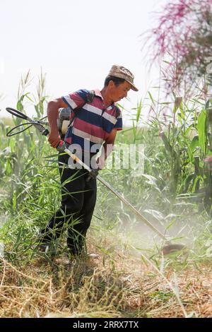 230825 -- YULI, 25 août 2023 -- Un ouvrier désherbe dans un champ de coton dans le village de Bax Mali du comté de Yuli, dans la région autonome ouïgour du Xinjiang du nord-ouest de la Chine, le 17 août 2023. Août est le moment où Arkin Reyim prend soin des boules de coton dans sa ferme de coton de plus de 300 mu 20 hectares dans le village de Bax Mali dans le comté de Yuli. Après les semis de printemps cette année, une chute soudaine de la température en mai a presque détruit sa ferme. Grâce à ses expériences, Arkin Reyim a semé à nouveau dans le temps et a rattrapé la perte. Outre le champ de coton, Arkin Reyim plante également des cors, élève des moutons et des bœufs. Ses plans pour nex Banque D'Images