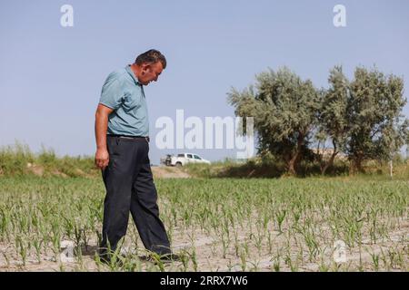 230825 -- YULI, 25 août 2023 -- Arkin Reyim vérifie la croissance du maïs dans le village de Bax Mali, dans le comté de Yuli, dans le nord-ouest de la Chine, région autonome ouïgour du Xinjiang, 17 août 2023. Août est le moment où Arkin Reyim prend soin des boules de coton dans sa ferme de coton de plus de 300 mu 20 hectares dans le village de Bax Mali dans le comté de Yuli. Après les semis de printemps cette année, une chute soudaine de la température en mai a presque détruit sa ferme. Grâce à ses expériences, Arkin Reyim a semé à nouveau dans le temps et a rattrapé la perte. Outre le champ de coton, Arkin Reyim plante également des cors, élève des moutons et des bœufs. Ses plans Banque D'Images