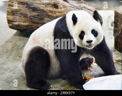 230830 -- TAIPEI, 30 août 2023 -- le panda géant Yuan Yuan profite d'un repas d'anniversaire au zoo de Taipei, dans le sud-est de la Chine Taiwan, le 30 août 2023. Le zoo de Taipei a célébré mercredi le 19e anniversaire de Yuan Yuan, le panda géant féminin offert par le continent chinois à Taïwan. Yuan Yuan et le panda mâle Tuan Tuan arrivent à Taipei en tant que cadeaux de bonne volonté du continent en décembre 2008. Le couple a produit deux descendants femelles, nés respectivement en 2013 et 2020. Tuan Tuan est mort de maladie en novembre de l'année dernière à l'âge de 18 ans. CHINE-TAIPEI-GÉANT PANDA-YUAN YUAN-ANNIVERSAIRE CN WANGXCHENGHAO PUBLICAT Banque D'Images