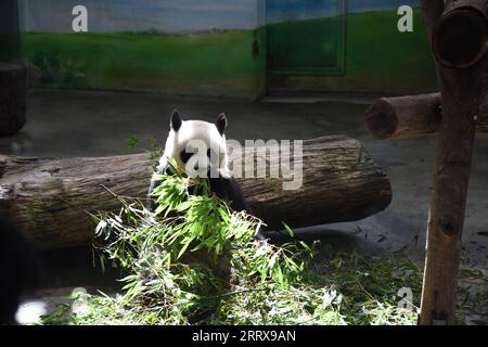 230830 -- TAIPEI, 30 août 2023 -- le panda géant Yuan Yuan mange du bambou au zoo de Taipei, dans le sud-est de la Chine Taiwan, 30 août 2023. Le zoo de Taipei a célébré mercredi le 19e anniversaire de Yuan Yuan, le panda géant féminin offert par le continent chinois à Taïwan. Yuan Yuan et le panda mâle Tuan Tuan arrivent à Taipei en tant que cadeaux de bonne volonté du continent en décembre 2008. Le couple a produit deux descendants femelles, nés respectivement en 2013 et 2020. Tuan Tuan est mort de maladie en novembre de l'année dernière à l'âge de 18 ans. CHINE-TAIPEI-GÉANT PANDA-YUAN YUAN-ANNIVERSAIRE CN WANGXCHENGHAO PUBLICATIONXNOTXINX Banque D'Images