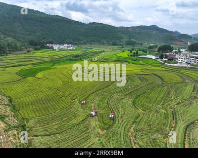 230830 -- CENGONG, 30 août 2023 -- cette photo aérienne prise le 26 août 2023 montre des récolteuses travaillant dans un champ de semences de riz hybride dans le comté de Cengong de Qiandongnan Miao et la préfecture autonome de Dong, dans le sud-ouest de la Chine, dans la province du Guizhou. À l'arrivée de l'automne, les rizières deviennent dorées. Chen Liangdong a invité une équipe de récolte professionnelle de la province du Henan à récolter les semences de riz hybride sur sa ferme. En regardant les abondantes graines de riz, il était ravi. Chen, âgé de 61 ans, est un important producteur de semences de riz hybride dans le comté de Cengong. Il travaillait comme ouvrier de la construction dans le comté pour M. Banque D'Images