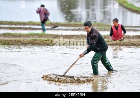 230830 -- CENGONG, 30 août 2023 -- le front de Chen Liangdong et les villageois nivelent le champ dans une base de reproduction de semences de riz hybride en préparation de la plantation dans le village de Xinchang de Qiandongnan Miao et dans la préfecture autonome de Dong, dans la province du Guizhou du sud-ouest de la Chine, le 6 avril 2023. À l'arrivée de l'automne, les rizières deviennent dorées. Chen Liangdong a invité une équipe de récolte professionnelle de la province du Henan à récolter les semences de riz hybride sur sa ferme. En regardant les abondantes graines de riz, il était ravi. Chen, âgé de 61 ans, est un important producteur de semences de riz hybride dans le comté de Cengong. Il travaillait comme co Banque D'Images