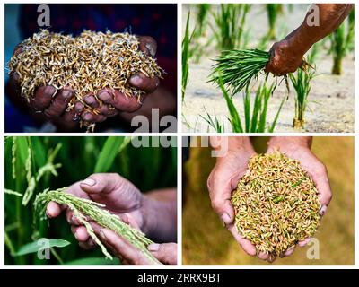 230830 -- CENGONG, 30 août 2023 -- cette photo combinée montre Chen Liangdong présentant des graines de riz germées le 6 avril 2023 L supérieur, transplantant des semis de riz le 29 mai 2023 R supérieur, inspectant la pollinisation du riz le 1 août 2023 L inférieur et affichant des graines de riz récoltées le 26 août 2023 dans le comté de Cengong de Qiandongnan Miao et préfecture autonome de Dong, province du Guizhou au sud-ouest de la Chine. À l'arrivée de l'automne, les rizières deviennent dorées. Chen Liangdong a invité une équipe de récolte professionnelle de la province du Henan à récolter les semences de riz hybride sur sa ferme. En regardant le riz abondant s Banque D'Images