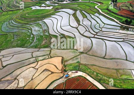 230830 -- CENGONG, 30 août 2023 -- cette photo aérienne prise le 6 avril 2023 montre une base de reproduction de semences de riz hybride dans le village de Xinchang de Qiandongnan Miao et la préfecture autonome de Dong, dans le sud-ouest de la Chine, dans la province du Guizhou. À l'arrivée de l'automne, les rizières deviennent dorées. Chen Liangdong a invité une équipe de récolte professionnelle de la province du Henan à récolter les semences de riz hybride sur sa ferme. En regardant les abondantes graines de riz, il était ravi. Chen, âgé de 61 ans, est un important producteur de semences de riz hybride dans le comté de Cengong. Il a travaillé comme ouvrier de la construction dans le comté pendant de nombreuses années. Po Banque D'Images