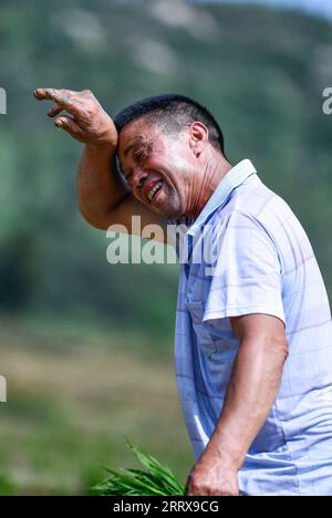 230830 -- CENGONG, 30 août 2023 -- Chen Liangdong essuie la sueur alors qu'il travaille dans un champ de semences de riz hybride dans le comté de Cengong de Qiandongnan Miao et la préfecture autonome de Dong, dans la province du Guizhou du sud-ouest de la Chine, le 29 mai 2023. À l'arrivée de l'automne, les rizières deviennent dorées. Chen Liangdong a invité une équipe de récolte professionnelle de la province du Henan à récolter les semences de riz hybride sur sa ferme. En regardant les abondantes graines de riz, il était ravi. Chen, âgé de 61 ans, est un important producteur de semences de riz hybride dans le comté de Cengong. Il a travaillé comme ouvrier de la construction dans le comté pendant de nombreuses années. Banque D'Images