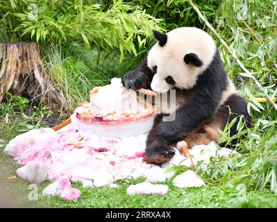 230831 -- BERLIN, 31 août 2023 -- le panda géant Meng Xiang profite d'un gâteau d'anniversaire au zoo de Berlin, capitale de l'Allemagne, le 31 août 2023. Le couple de pandas géants a fêté jeudi son quatrième anniversaire au zoo de Berlin. ALLEMAGNE-BERLIN-GÉANTS JUMEAUX PANDA-QUATRIÈME ANNIVERSAIRE RENXPENGFEI PUBLICATIONXNOTXINXCHN Banque D'Images