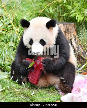 230831 -- BERLIN, 31 août 2023 -- le panda géant Meng Xiang profite d'un gâteau d'anniversaire au zoo de Berlin, capitale de l'Allemagne, le 31 août 2023. Le couple de pandas géants a fêté jeudi son quatrième anniversaire au zoo de Berlin. ALLEMAGNE-BERLIN-GÉANTS JUMEAUX PANDA-QUATRIÈME ANNIVERSAIRE RENXPENGFEI PUBLICATIONXNOTXINXCHN Banque D'Images