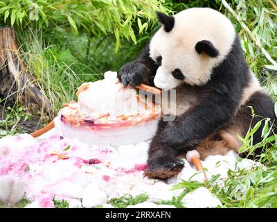 230831 -- BERLIN, 31 août 2023 -- le panda géant Meng Xiang profite d'un gâteau d'anniversaire au zoo de Berlin, capitale de l'Allemagne, le 31 août 2023. Le couple de pandas géants a fêté jeudi son quatrième anniversaire au zoo de Berlin. ALLEMAGNE-BERLIN-GÉANTS JUMEAUX PANDA-QUATRIÈME ANNIVERSAIRE RENXPENGFEI PUBLICATIONXNOTXINXCHN Banque D'Images