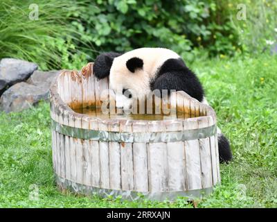 230831 -- BERLIN, 31 août 2023 -- le panda géant Meng Yuan est vu au zoo de Berlin, capitale de l'Allemagne, le 31 août 2023. Le couple de pandas géants a fêté jeudi son quatrième anniversaire au zoo de Berlin. ALLEMAGNE-BERLIN-GÉANTS JUMEAUX PANDA-QUATRIÈME ANNIVERSAIRE RENXPENGFEI PUBLICATIONXNOTXINXCHN Banque D'Images