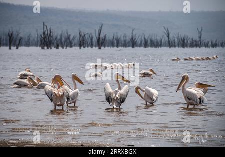 230903 -- NAKURU, 3 septembre 2023 -- cette photo prise le 2 septembre 2023 montre des pélicans dans le parc national du lac Nakuru au Kenya. KENYA-NAKURU-FAUNE WangxGuansen PUBLICATIONxNOTxINxCHN Banque D'Images