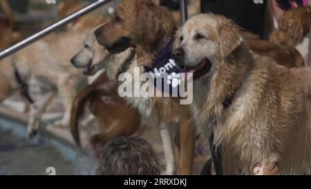 Capture d'écran tirée de la vidéo de PA d'un Golden retriever profitant des événements de natation pour chiens « Dogtember » au Saltdean Lido à Brighton. Date de la photo : Samedi 9 septembre 2023. Banque D'Images