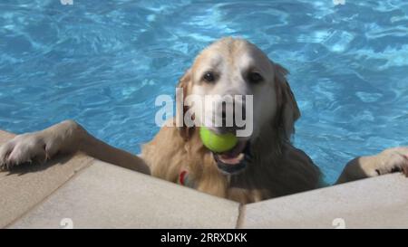 Capture d'écran tirée de la vidéo de PA d'un Golden retriever profitant des événements de natation pour chiens « Dogtember » au Saltdean Lido à Brighton. Date de la photo : Samedi 9 septembre 2023. Banque D'Images