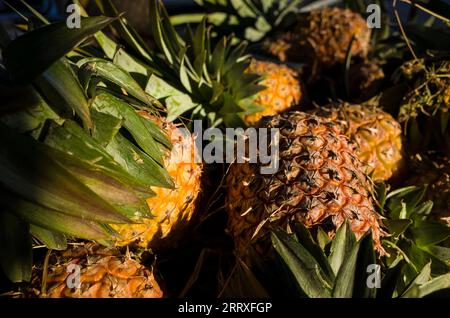 Fond d'ananas, gros plan de fruits d'ananas entiers au marché de Zay Cho à Mandalay, Myanmar Banque D'Images