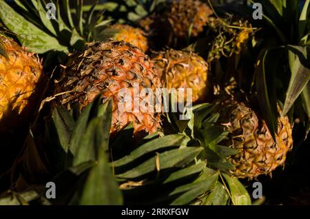 Fond d'ananas, gros plan de fruits d'ananas entiers au marché de Zay Cho à Mandalay, Myanmar Banque D'Images