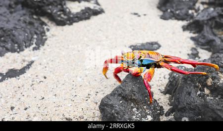 Photo en gros plan d'un crabe Sally Lightfoot sur une roche volcanique, mise au point sélective, îles Galapagos, Équateur. Banque D'Images