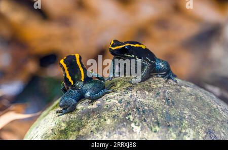 Grenouille poison d'or (Phyllobates vittatus) - élevée en captivité. Endémique au Costa Rica. Banque D'Images