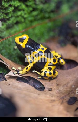 Grenouille de dart toxique à bande jaune ou grenouille de dart toxique à tête jaune (Dendrobates leucomelas). Grenouille tropicale vivant en Amérique du Sud. Banque D'Images