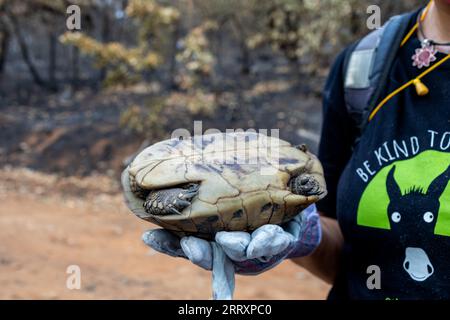 Vous cherchez les animaux sauvages survivants comme la tortue après les feux de forêt catastrophiques, la catastrophe environnementale et écologique. Banque D'Images