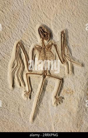 Chauve-souris fossile, Onychonycteris finneyi, Fossil Butte National Monument. Wyoming, début de l'Éocène, 52 MYO Banque D'Images