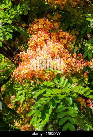 Cramoisi et fleurs jaunes de l'arbre Rainbow Shower rétro-éclairé par le soleil sur Kauai Banque D'Images