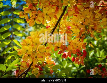 Cramoisi et fleurs jaunes de l'arbre Rainbow Shower rétro-éclairé par le soleil sur Kauai Banque D'Images