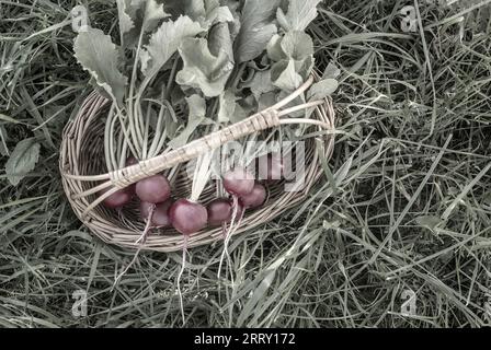 Un bouquet de radis rouge frais avec des feuilles dans un panier en osier sur l'herbe verte dans le jardin. Récolte. Banque D'Images