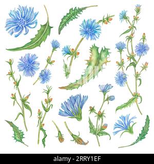 Chicorée. Ensemble de fleurs bleues aquarelles. Illustration dessinée à la main. plante de chicorée avec des fleurs et des feuilles. Aquarelle illustration bleu été sauvage fiel Banque D'Images