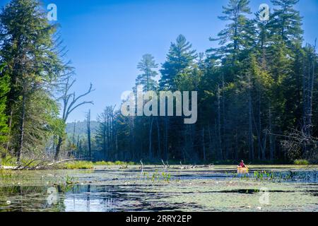 Canoë à travers une zone marécageuse dans les montagnes Adirondack de l'État de New York, États-Unis, Essex Chain Lakes près de Newcomb, NY, États-Unis. Banque D'Images