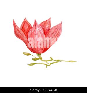 Magnolia rose aquarelle sur une branche. Illustration botanique avec des feuilles isolées sur fond blanc, fleurs roses pour cartes, invitations de mariage, pa Banque D'Images
