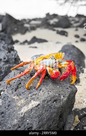 Photo en gros plan d'un crabe Sally Lightfoot sur une roche volcanique, mise au point sélective, îles Galapagos, Équateur. Banque D'Images