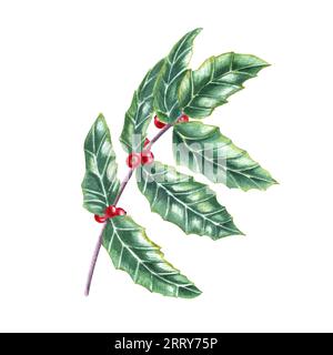 Brin de houx européen. Feuilles d'ilex vert frais avec bouquet de baies rouges. Illustration aquarelle pour décoration de Noël, carte de Noël Banque D'Images