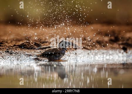 Bruant à tête grise du sud baignant dans un trou d'eau dans le parc national Kruger, Afrique du Sud ; famille de espèce Passer diffusus de Passeridae Banque D'Images