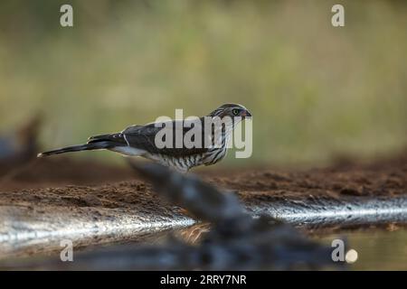 Shikra buvant au point d'eau à l'aube dans le parc national Kruger, Afrique du Sud ; espèce Accipiter badius famille des Accipitridae Banque D'Images