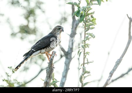 Shikra juvénile debout sur une branche isolée en fond blanc dans le parc national Kruger, Afrique du Sud ; espèce Accipiter badius famille d'Accipitrid Banque D'Images