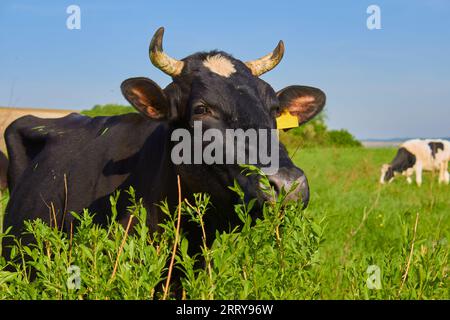 la vache sur le pâturage mange de jeunes feuilles du buisson Banque D'Images