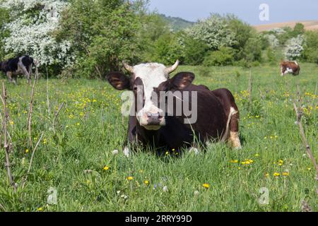 Au printemps, les vaches se reposent sur l'herbe Banque D'Images