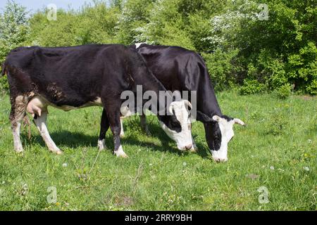 l'amour des vaches ensemble paissent sur l'herbe dans le champ Banque D'Images