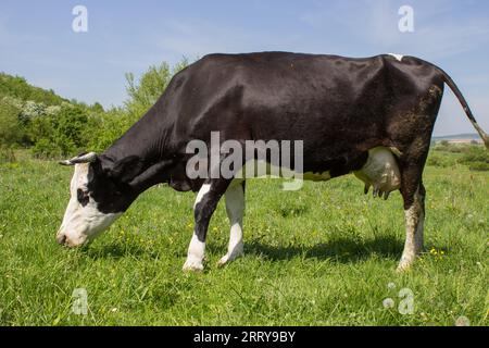 Vache laitière paissent sur les herbes un en été Banque D'Images