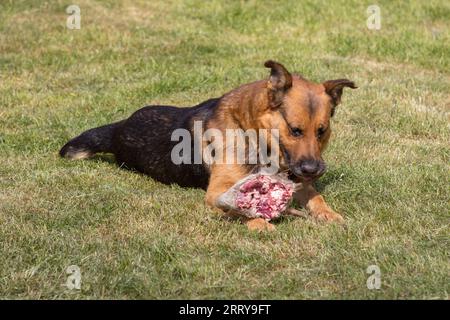 Un chien affamé mange la tête d'un cerf Banque D'Images