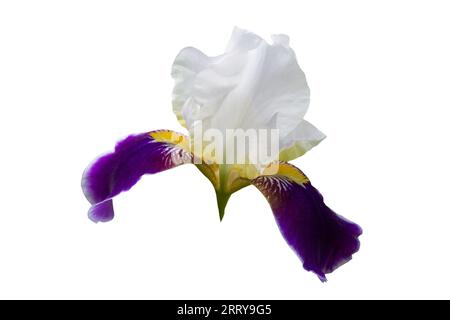 iris violet avec blanc isolé sur fond blanc Banque D'Images