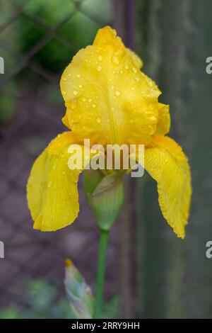 Iris de fleur jaune après pluie dans des gouttes d'eau Banque D'Images