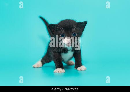 Chaton noir de 3 semaines aux pattes blanches, sur fond turquoise. Banque D'Images