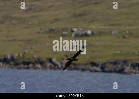 Stercorarius parasiticus famille Stercorariidae genre Stercorarius parasitaire Jaeger Arctic skua Wiln nature photographie, image, papier peint d'oiseaux de mer Banque D'Images