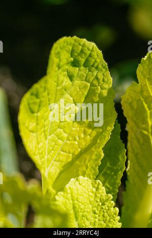 Jeune Napa Cabbage Leaf poussant dans un jardin de légumes biologiques Banque D'Images