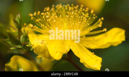 Millepertuis (Hypericaceae), cinq pétales obovales, cinq sépales plus courts qui se fanent pendant la floraison. Banque D'Images