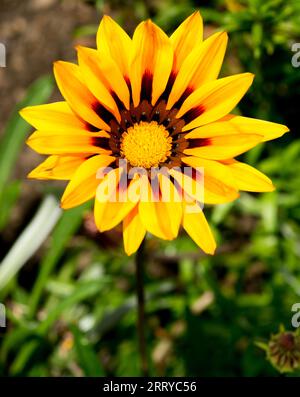 Gazania, ils produisent de grandes têtes de fleurs composites ressemblant à des Marguerite dans des tons brillants de rose, jaune et orange, Banque D'Images