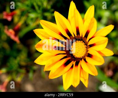 Gazania, ils produisent de grandes têtes de fleurs composites ressemblant à des Marguerite dans des tons brillants de rose, jaune et orange, Banque D'Images